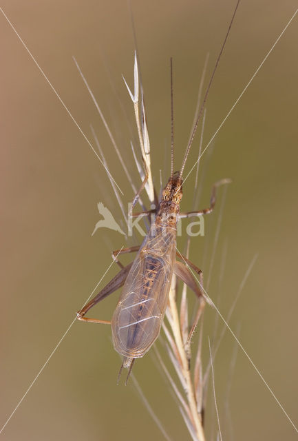 tree cricket (Oecanthus pellucens)