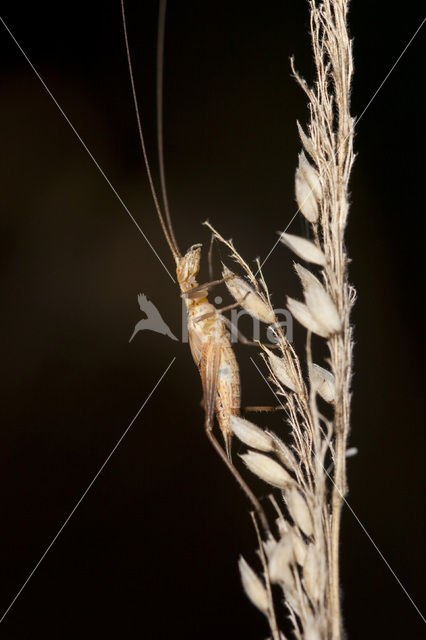 tree cricket (Oecanthus pellucens)