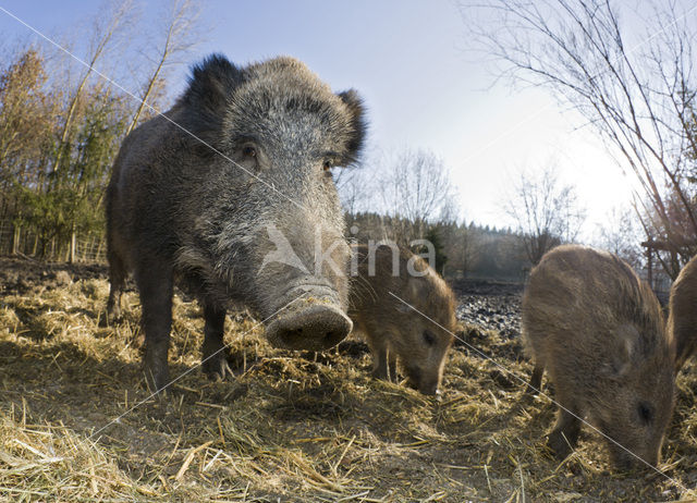 Wild Boar (Sus scrofa)