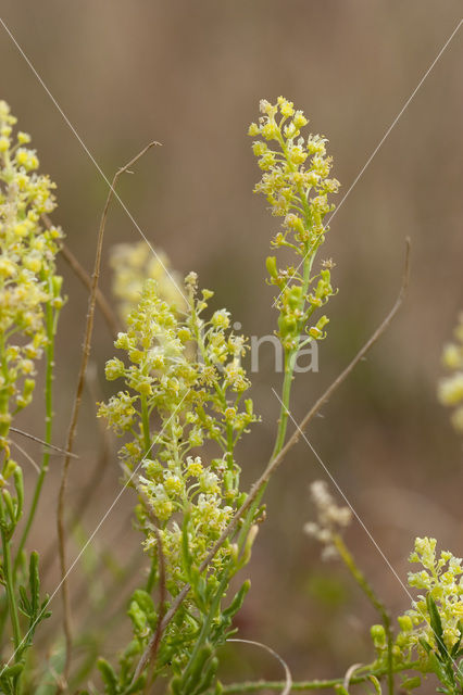 Yellow Cut-leaved Mignonette (Reseda lutea)