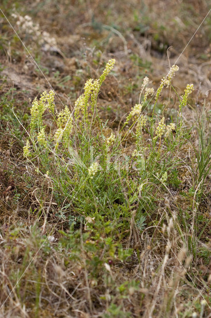 Yellow Cut-leaved Mignonette (Reseda lutea)
