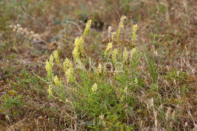 Yellow Cut-leaved Mignonette (Reseda lutea)
