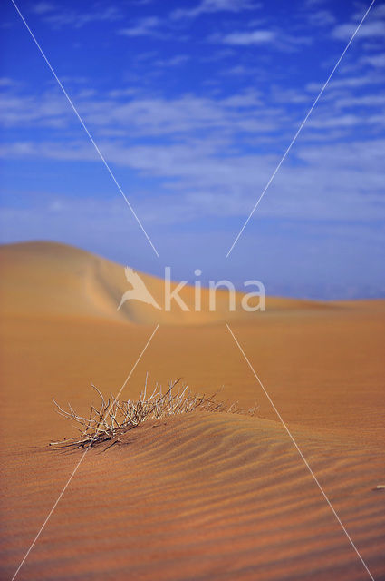 Witte Woestijn