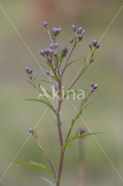 Saw-wort (Serratula tinctoria)