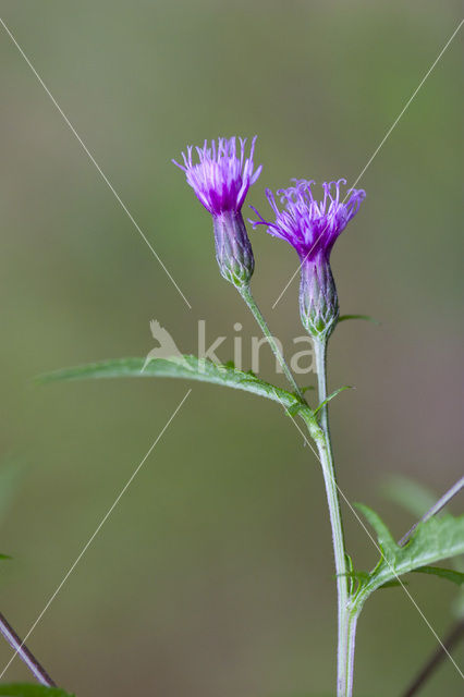 Zaagblad (Serratula tinctoria)