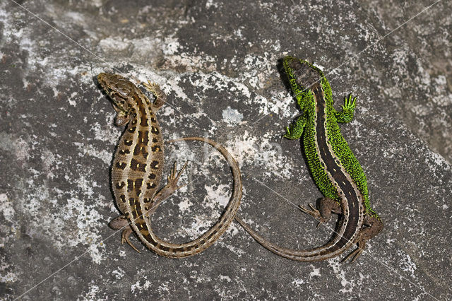 Sand Lizard (Lacerta agilis)