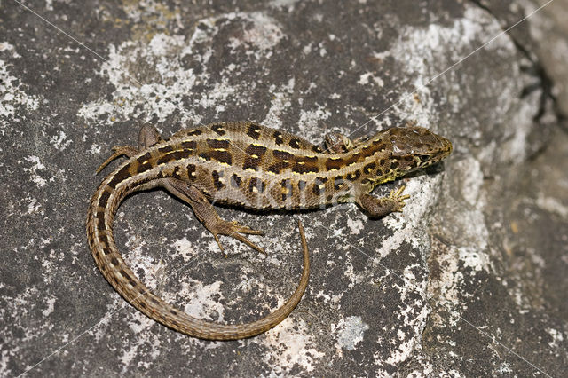 Zandhagedis (Lacerta agilis)