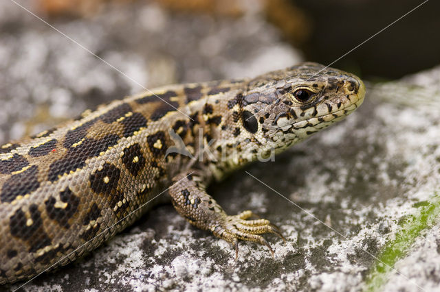 Zandhagedis (Lacerta agilis)