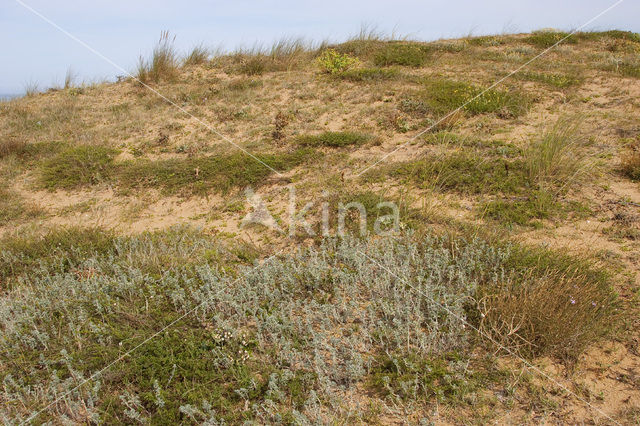 coastal medick (Medicago marina)