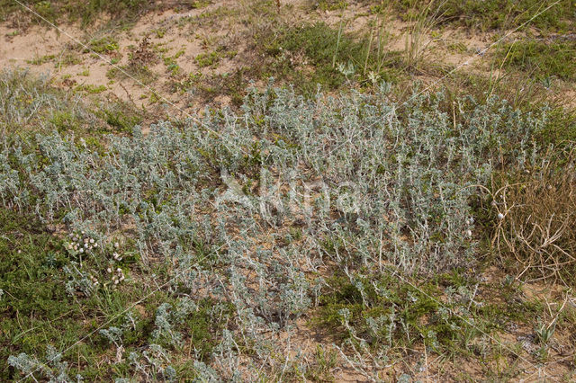 Zeerupsklaver (Medicago marina)