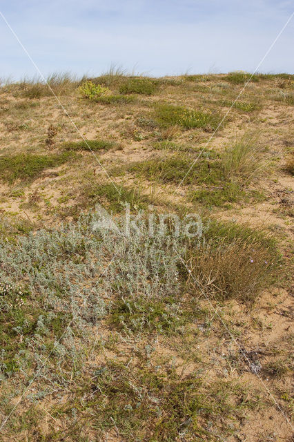 coastal medick (Medicago marina)