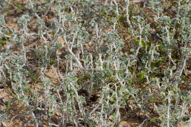 coastal medick (Medicago marina)