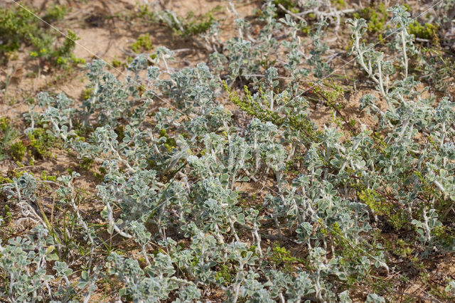 coastal medick (Medicago marina)