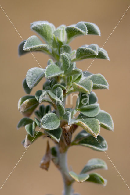 coastal medick (Medicago marina)
