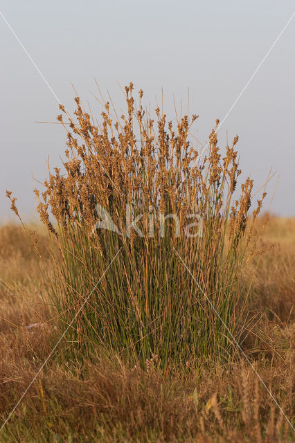 Zeerus (Juncus maritimus)