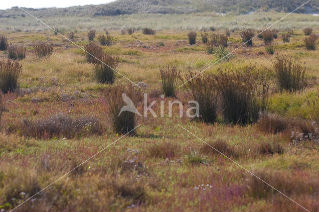 Zeerus (Juncus maritimus)