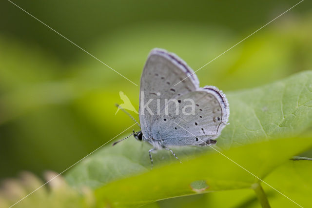 Zuidelijk staartblauwtje (Cupido alcetas)