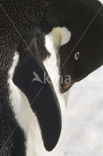 Adeliepinguin (Pygoscelis adeliae)