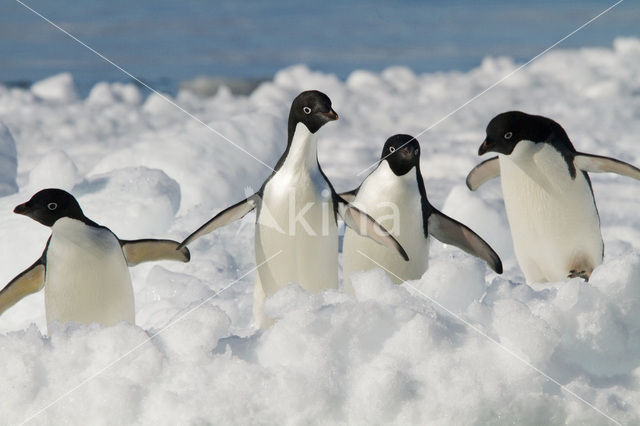 Adeliepinguin (Pygoscelis adeliae)