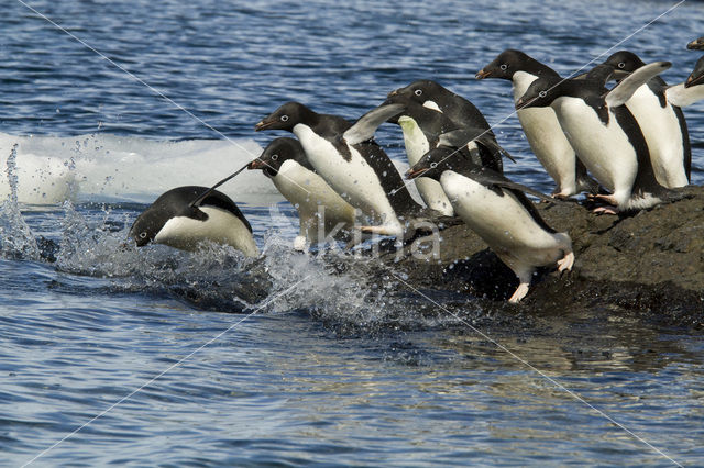 Adeliepinguin (Pygoscelis adeliae)