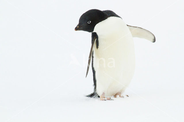 Adeliepinguin (Pygoscelis adeliae)