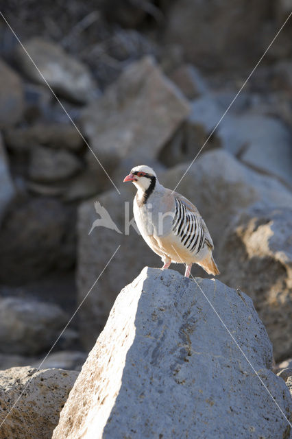 Aziatische Steenpatrijs (Alectoris chukar)