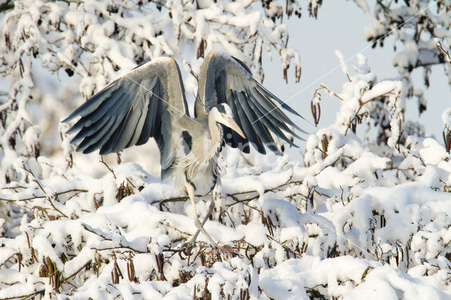 Grey Heron (Ardea cinerea)