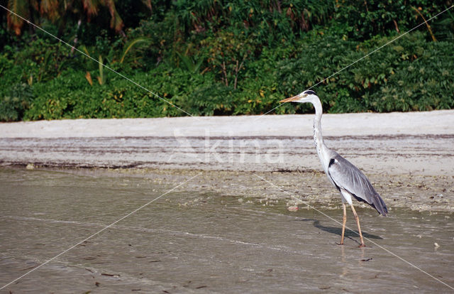 Grey Heron (Ardea cinerea)