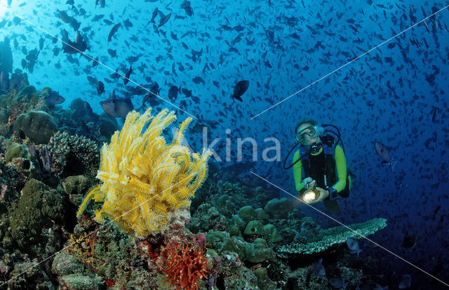 Redtoothed triggerfish (Odonus niger)