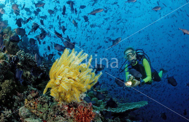 Redtoothed triggerfish (Odonus niger)