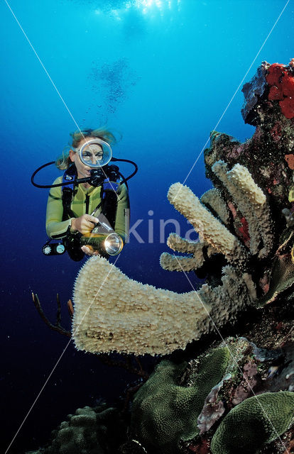 Bonaire National Marine Park