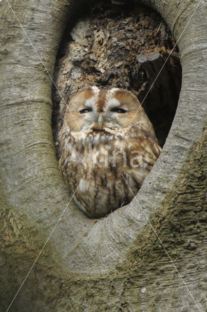 Tawny Owl (Strix aluco)