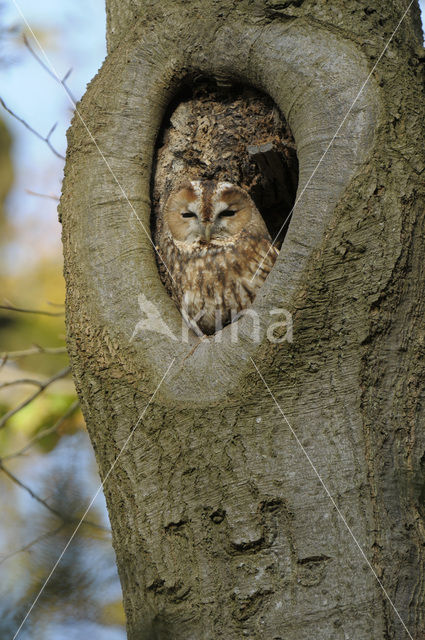 Bosuil (Strix aluco)