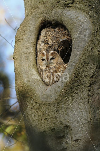 Bosuil (Strix aluco)