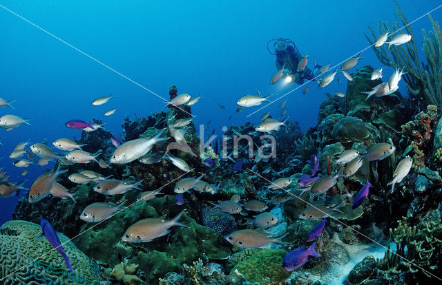 Bruin juffertje (Chromis multilineata)