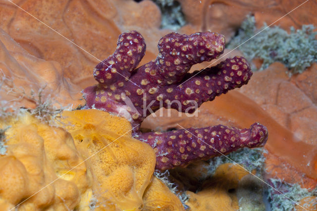 Finger Soft Coral (Alcyonium palmatum)