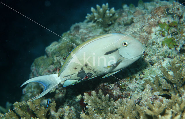surgeonfish (Acanthurus spec)