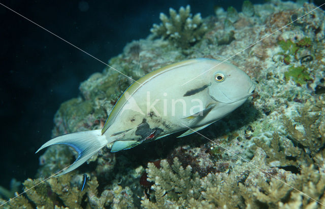 Doktersvis (Acanthurus spec)