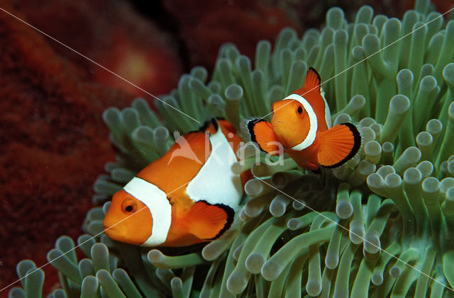 anemonefish