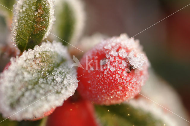 Cotoneaster spec.