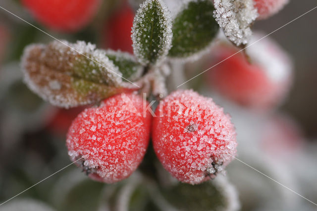 Cotoneaster spec.