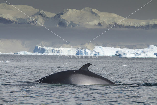 Dwergvinvis (Balaenoptera acutorostrata)