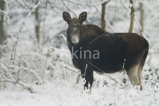 Eland (Alces alces)