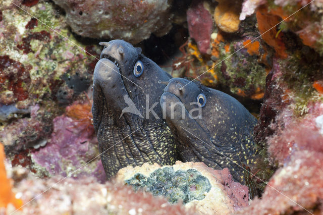 Mediterranean Moray (Muraena helena)