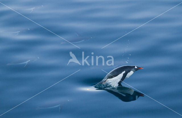 Ezelspinguin (Pygoscelis papua)