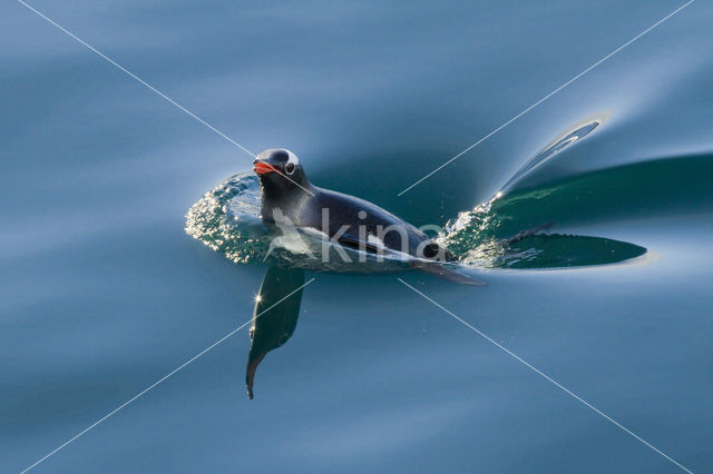 Ezelspinguin (Pygoscelis papua)