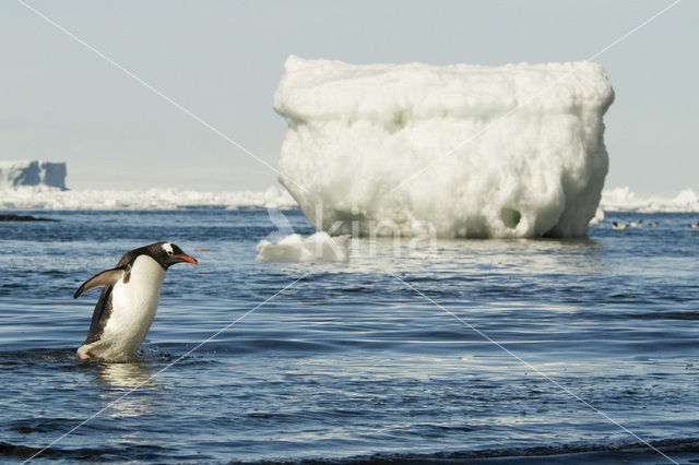 Ezelspinguin (Pygoscelis papua)