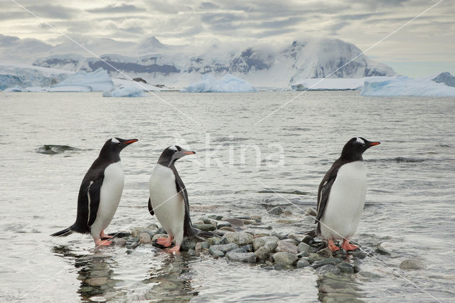 Gentoo penguin (Pygoscelis papua)