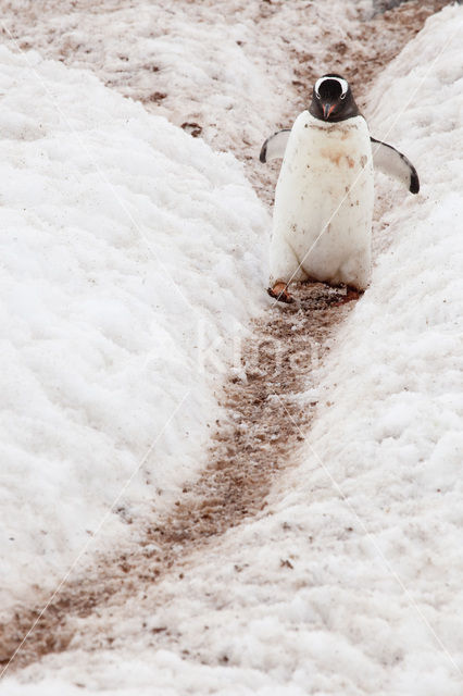 Gentoo penguin (Pygoscelis papua)