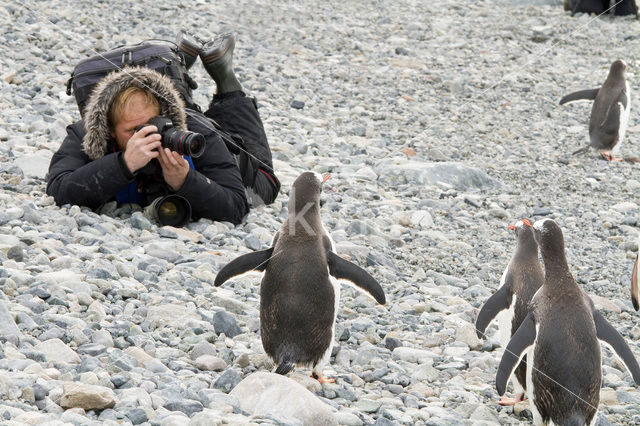 Ezelspinguin (Pygoscelis papua)